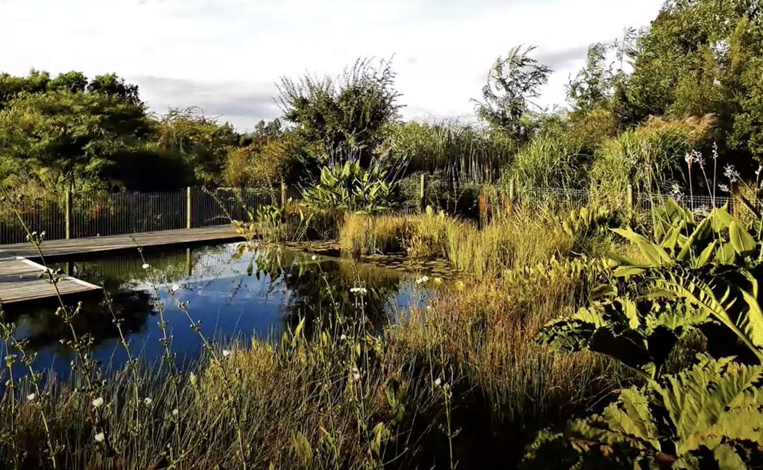 Bioestanque con vegetación de borde y pasarela de madera